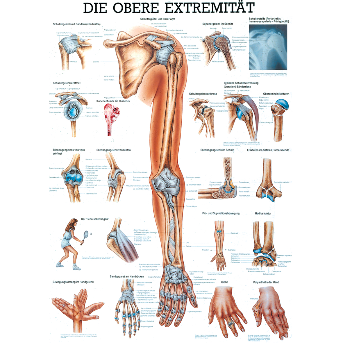 Anatomische Lehrtafel "Die obere Extremität 34 x 24"